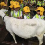 children petting a goat